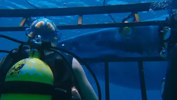 Backdrop to the movie "47 Meters Down" #338076