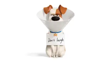 Backdrop to the movie "The Secret Life of Pets 2" #250187