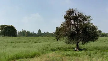 Backdrop to the movie "The Grandpa