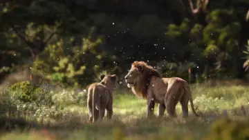 Backdrop to the movie "The Lion King" #581528