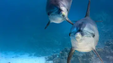 Backdrop to the movie "Dolphin Reef" #436273