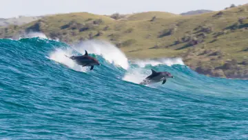 Backdrop to the movie "Dolphin Reef" #436277