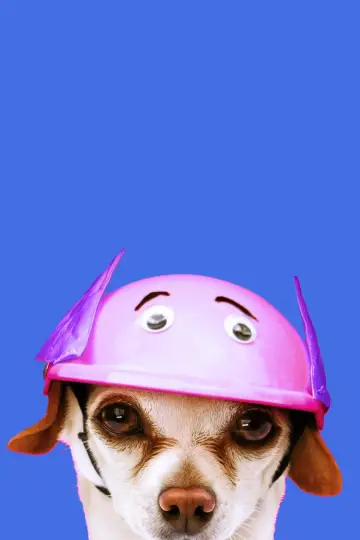 Poster to the movie "Dog Days" #1073576