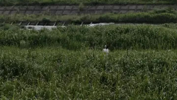 Backdrop to the movie "Asako I & II" #1029473
