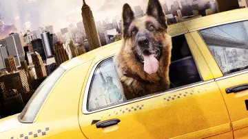 Backdrop to the movie "Cool Dog" #1129192