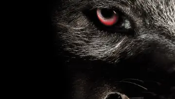 Backdrop to the movie "Monsterwolf" #1137177