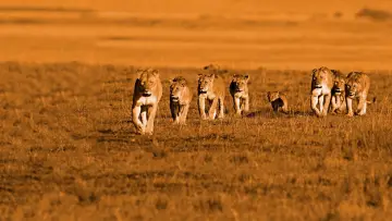 Backdrop to the movie "African Cats" #447573