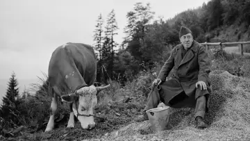 Backdrop to the movie "The Cow and I" #1144737