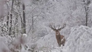 Backdrop to the movie "Wild" #1623332