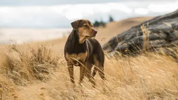 Backdrop to the movie "A Dog