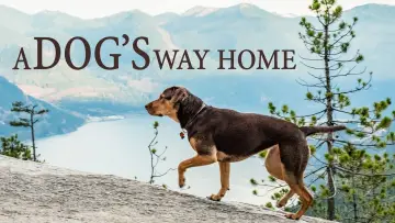 Backdrop to the movie "A Dog
