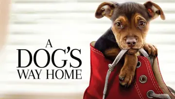 Backdrop to the movie "A Dog