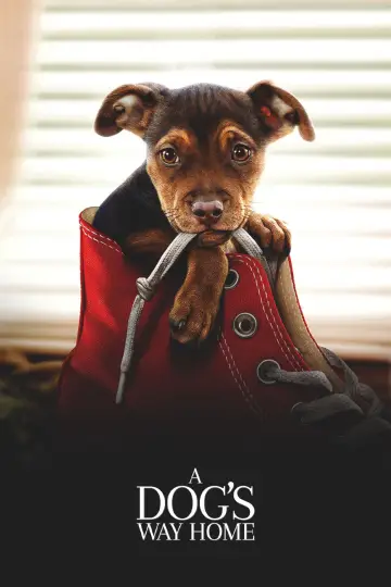 Poster to the movie "A Dog