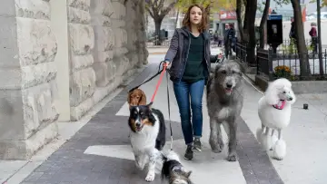 Backdrop to the movie "A Dog