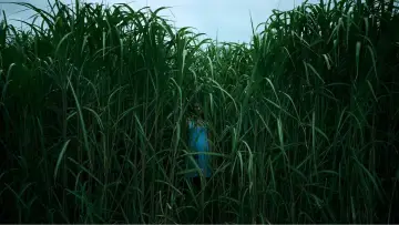 Backdrop to the movie "In the Tall Grass" #328768