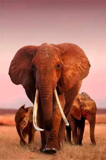 Poster to the movie "The Elephant Queen" #1065856