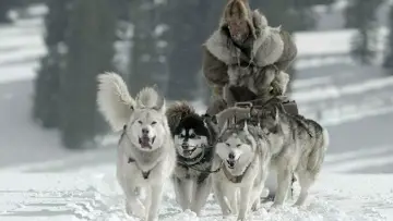 Backdrop to the movie "The Great Alaskan Race" #428750