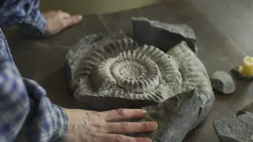 Backdrop to the movie "Ammonite" #901672