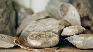 Backdrop to the movie "Ammonite" #901678