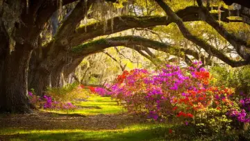 Backdrop to the movie "Living Landscapes: Flowers & Gardens" #1168064