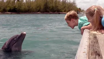 Backdrop to the movie "Dolphin Kick" #1192436