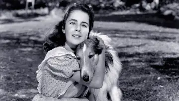 Backdrop to the movie "Courage of Lassie" #1118747