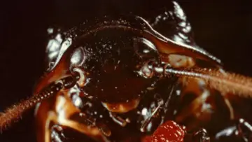 Backdrop to the movie "Bug" #1093249