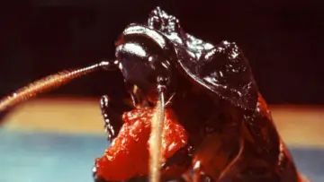 Backdrop to the movie "Bug" #1093250