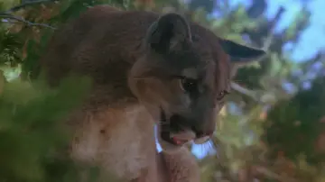 Backdrop to the movie "Day of the Animals" #1583795