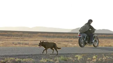 Backdrop to the movie "Red Dog" #988579