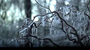 Backdrop to the movie "The Ice Storm" #258383