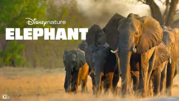 Backdrop to the movie "Elephant" #1078446