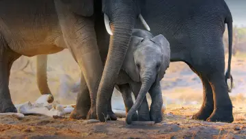 Backdrop to the movie "Elephant" #1078447