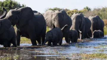 Backdrop to the movie "Elephant" #1078448