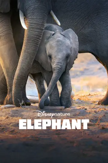 Poster to the movie "Elephant" #1078451
