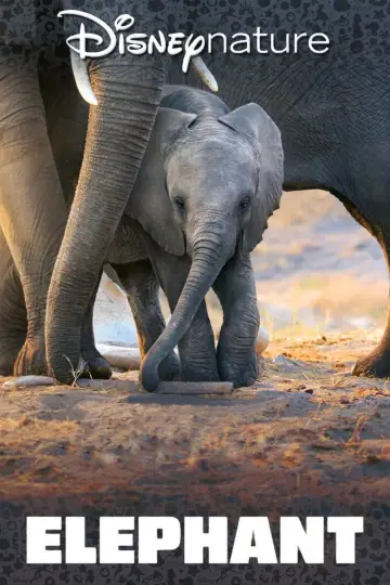 Poster to the movie "Elephant" #1078456