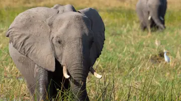 Backdrop to the movie "Elephant" #435588