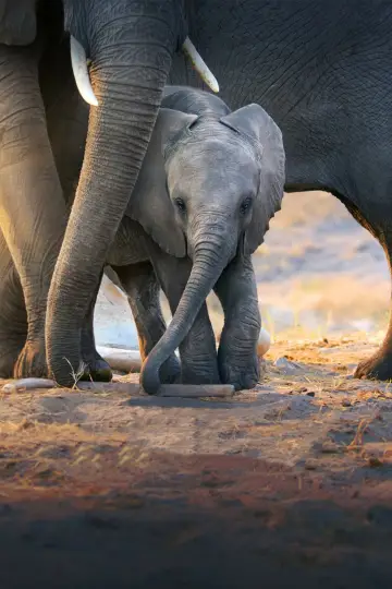 Poster to the movie "Elephant" #435593