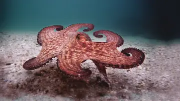 Backdrop to the movie "My Octopus Teacher" #949333