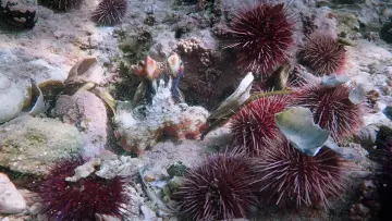 Backdrop to the movie "My Octopus Teacher" #949334