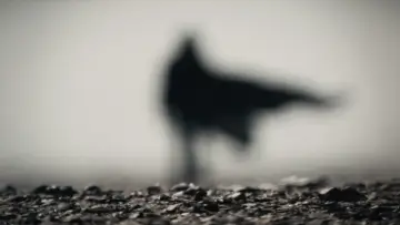 Backdrop to the movie "Dune: Part Two" #529115