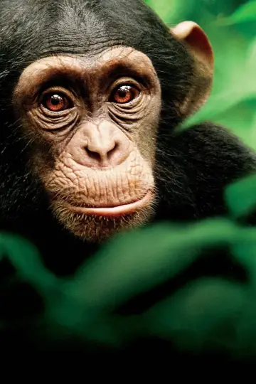Poster to the movie "Chimpanzee" #462074