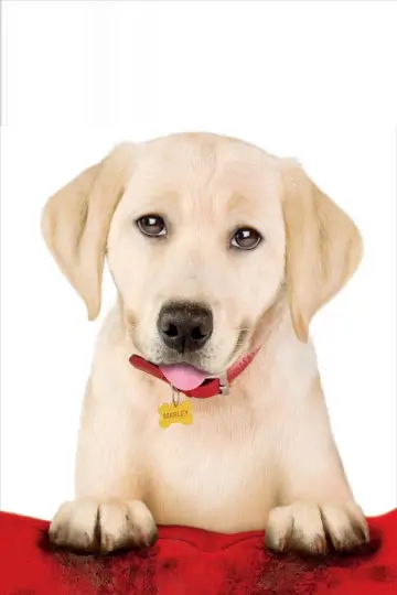 Poster to the movie "Marley & Me: The Puppy Years" #1036109