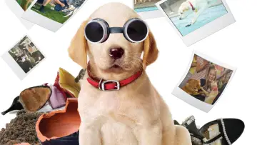 Backdrop to the movie "Marley & Me: The Puppy Years" #397637