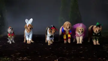 Backdrop to the movie "Spooky Buddies" #1071781