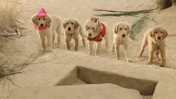 Backdrop to the movie "Treasure Buddies" #1103769