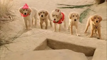 Backdrop to the movie "Treasure Buddies" #462298