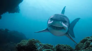 Backdrop to the movie "Deep Blue Sea 3" #871918