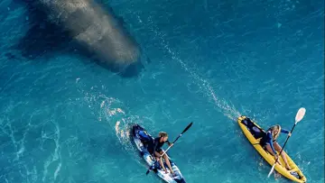 Backdrop to the movie "The Reef: Stalked" #389420