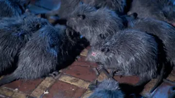 Backdrop to the movie "Rats: Night of Terror" #1637232